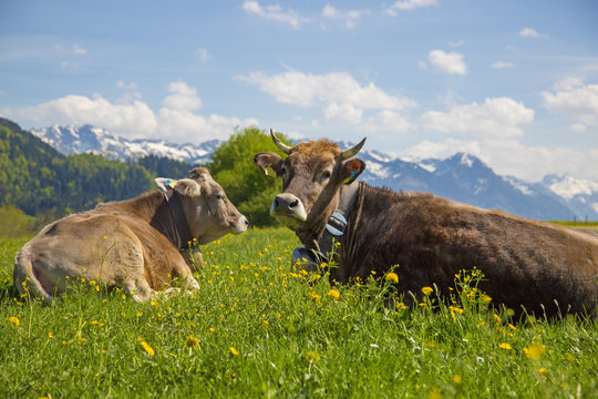 Kühe - Allgäu - Panorama - Frühling - Alpen - Berge