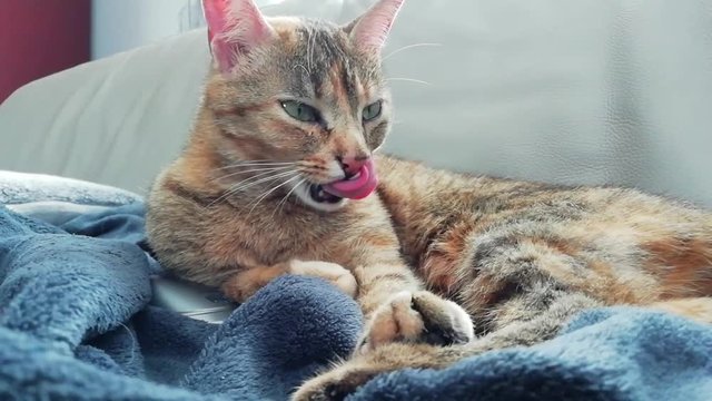 le chat fait la toilette de ses pattes