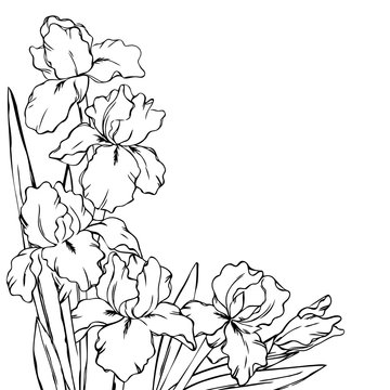 vector contour iris  flowers coloring book pattern half border frame