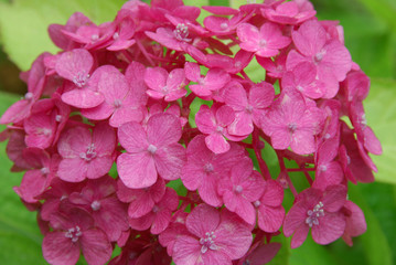 deep-red hydrangea / 真紅のアジサイの花