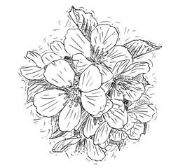 Vector artistic pen and ink drawing illustration of bunch of blossom cherry flowers.