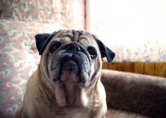 портрет мопса, красивая собака