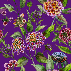 Beautiful lantana or brazil verbena flowers with green leaves on purple background. Seamless summer floral pattern. Watercolor painting. Hand drawn illustration.