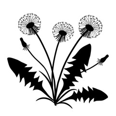 Silhouettes of dandelions with leaves. Vector illustration in black and white colors