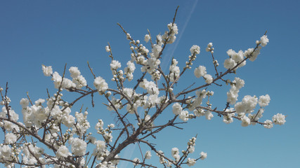 white flowers on tree on blue sky with bees in spring park