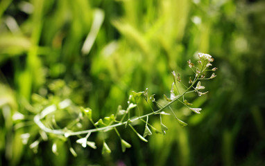 Ears and green leaves of spring