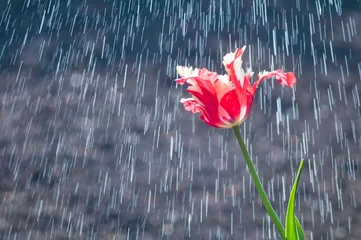 Poster de jardin Tulipe Flower of red and white tulip parrot form on background of rain drops tracks