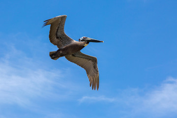 Flying Brown Pelican with blue sky and breakwater in background port of Houston, USA.