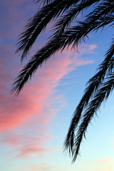 Fototapeta na wymiar Palm tree and sky