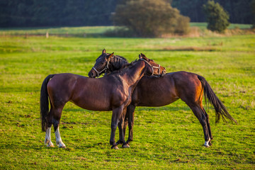 Zwei Pferde auf der Weide stehen sich gegenüber 