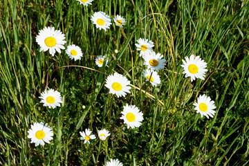Daisies in the sun
