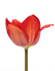 Single red tulip isolated on white background.