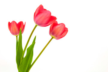 Beautiful red tulip isolated on white background.