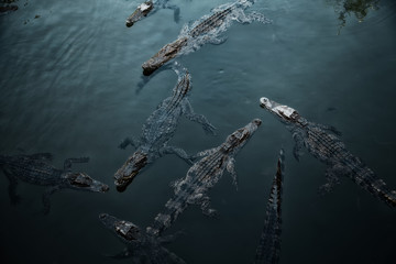 Veel wilde krokodillen zwemmen in donker blauwgroen water. Groep roofdierreptielen die in een rivier drijven. Gevaarlijke hongerige dieren wachten op prooi
