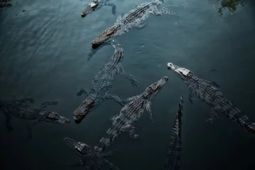Selbstklebende Fototapete Krokodil Viele wilde Krokodile schwimmen im dunklen blaugrünen Wasser. Gruppe von Raubtierreptilien, die in einem Fluss schwimmen. Gefährliche hungrige Tiere warten auf Beute