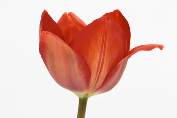 Single red tulip isolated on white background.