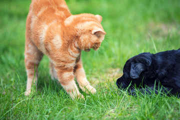 Little red kitten playing with little black Labrador retriever puppy on the grass in spring