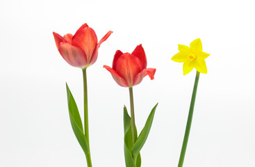 Beautiful red tulips and yellow daffodil on white background