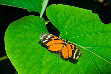The butterfly on leaf.