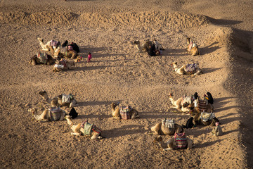 camels rest at sunset