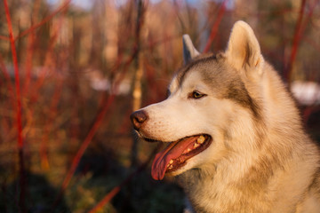Close-up Portrait of gorgeous Beige and white Siberian Husky dog in spring season. Profile image of free lovely husky male looks like a wolf in the forest at sunset on red bush background