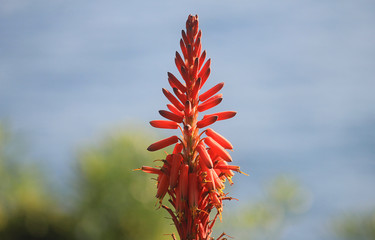 plant of orange flower in front of the sea