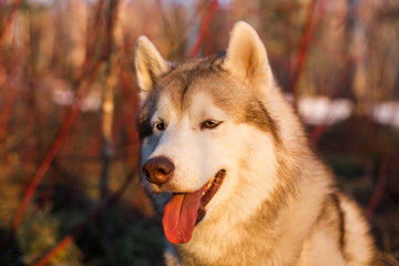 Close-up Portrait of beautiful Beige and white Siberian Husky dog in spring season on red bush background. Profile image of prideful husky male looks like a wolf in the forest at sunset