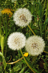 Dandelions in spring