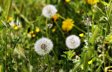 Dandelions in spring