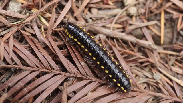 Yellow-Spotted Millipede - Armstrong Redwoods State Natural Reserve, California,  United States - to preserve 805 acres (326 ha) of coast redwoods (Sequoia sempervirens). The reserve is located in Son