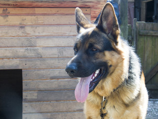 German shepherd