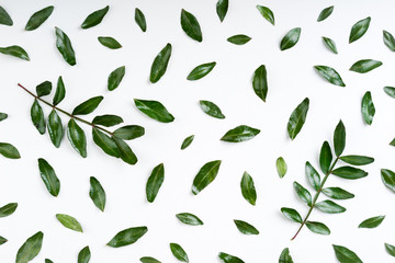 Set of pistachio green leaves and branch on white background. Green leaves pattern. Top view