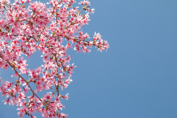 Tree branch with blooming pink cherry blossoms