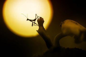 Mantis Photo Collections - Praying Mantis, Orchid Mantis, Dead-Leaf Mantis, Cobra Mantis, Baby Mantis