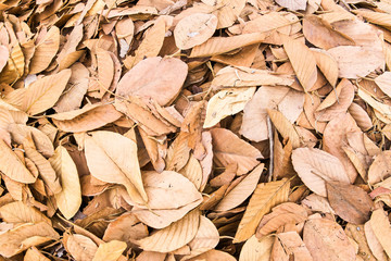 Autumn leaves texture background