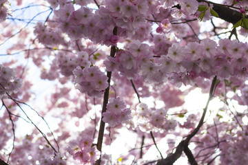 Stockholm / Sweden - May 2 2018: Cherry blossom trees in Kungstradgarden - "King's garden". The newly blooming sakura trees, spring 2018..