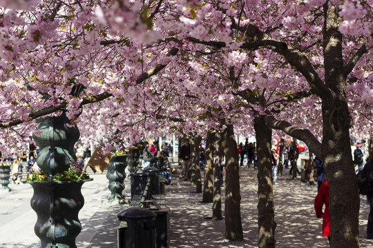 Stockholm / Sweden - May 2 2018: Cherry blossom trees in Kungstradgarden - "King's garden". People in the distance, taking pictures next to the newly blooming sakura trees.