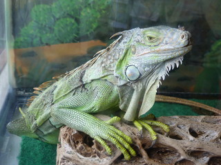 Sad green iguana in the close 