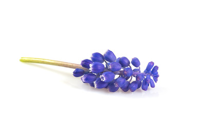 grape hyacinth isolated on white background