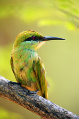 The green bee-eater (Merops orientalis) sometimes little green bee-eater sitting on the branch