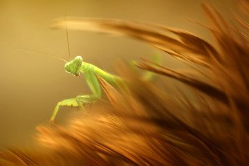 Mantis Photo Collections - Praying Mantis, Orchid Mantis, Dead-Leaf Mantis, Cobra Mantis, Baby Mantis