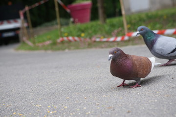 European pigeons or doves eating together in Paris, France during spring in the park