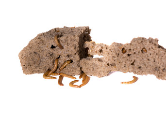 larvae of flour worm eat spoiled bread, having done a lot of holes in it