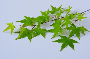 カエデの葉　植物
