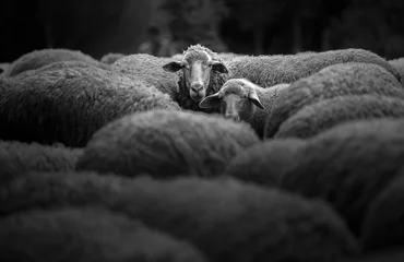 Fototapete Rund Portrait of family sheep © srongkrod