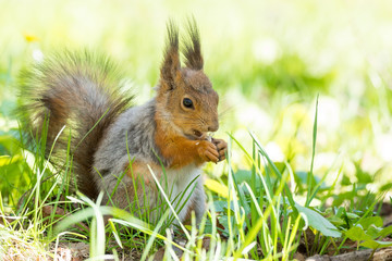 red squirrel on a tree