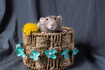 a rat is sitting in a basket with a flower