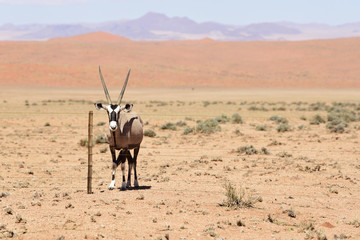 Oryx hinter ein Zaun, Namibia