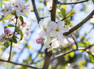Apple flowers in spring