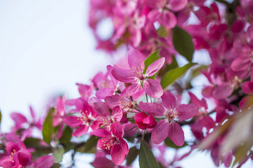Pink tree flowers in spring